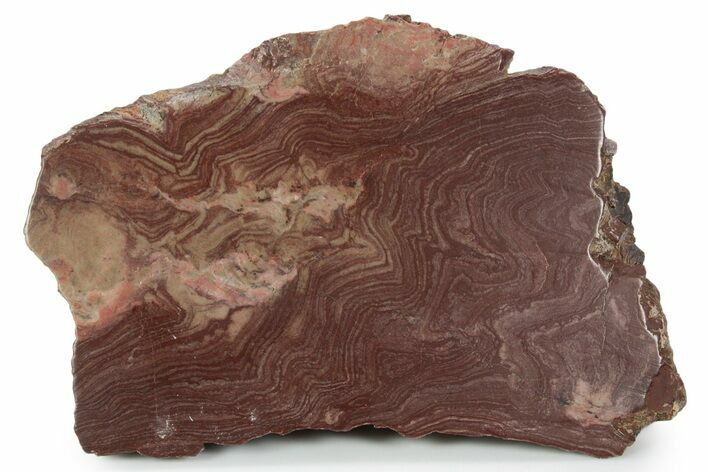 Polished, Neoproterozoic Stromatolite (Conophyton) - Morocco #350935